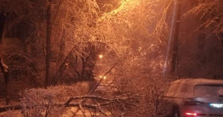 Copaci rupti sau dezradacinati sub greutatea zapezii, in Prahova si Dambovita. Ploiestiul, cel mai afectat din regiune