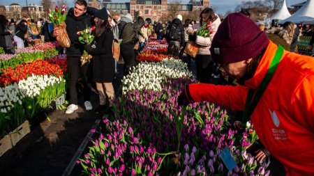 Olanda sarbatoreste Ziua Nationala a Lalelei: 200.000 de flori au fost oferite, gratis, la Amsterdam