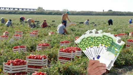 3 miliarde de euro este <span style='background:#EDF514'>SUBVENTIA</span> care a ajuns la fermierii romani