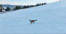Cum reactioneaza o vulpe cand este urmarita de o drona in muntii din Suceava VIDEO