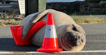 O foca a terorizat un orasel din Australia! Neil are o problema cu conurile de trafic