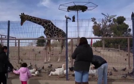 De ce povestea girafei Benito face inconjurul lumii. A devenit vedeta