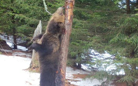 De ce se scarpina ursii de copaci. Mai multe exemplare au fost filmate in <span style='background:#EDF514'>BUCEGI</span>. VIDEO