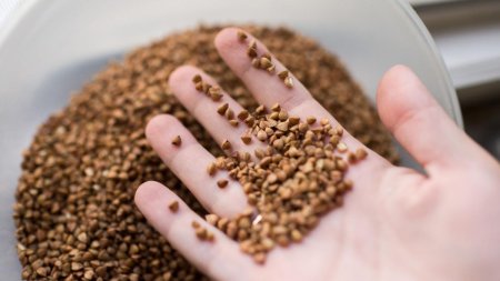 Alternative la faina de grau: quinoa, amarantul si <span style='background:#EDF514'>HRISCA</span>