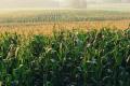 Reuters: China extinde plantarea de <span style='background:#EDF514'>SOIA</span> si porumb modificate genetic