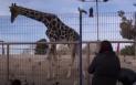 O girafa din Mexic, in cautarea unui partener, este transportata 40 de ore intr-o cutie speciala