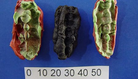 ADN-ul unei gume de <span style='background:#EDF514'>MESTECAT</span> folosite acum 10.000 de ani, analizat de cercetatori