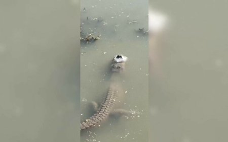 Imagini inedite cu un aligator inghetat. Reptilele raman doar cu botul scos afara din apa cand sunt temperaturi scazute
