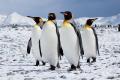Colonii de pinguini imparat, altadata necunoscute, au fost observate in <span style='background:#EDF514'>ANTARCTICA</span>