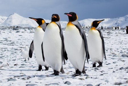 Colonii de <span style='background:#EDF514'>PINGUIN</span>i imparat, altadata necunoscute, au fost observate in Antarctica