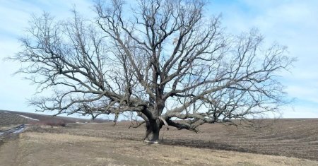 Unde se afla arborele de pe vremea lui  Stefan cel Mare. E punctul de atractie al zonei si are 22 de metri inaltime