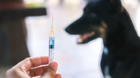 Scandal intre veterinari, cu risc de rabie