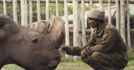 Prima sarcina prin <span style='background:#EDF514'>FERTILIZARE</span> in vitro la un rinocer alb, o posibila metoda pentru salvarea unei subspecii