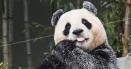 Numarul <span style='background:#EDF514'>URSILOR</span> panda care traiesc in salbaticie in China se apropie de 1.900 de exemplare