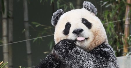 Numarul <span style='background:#EDF514'>URSILOR</span> panda care traiesc in salbaticie in China se apropie de 1.900 de exemplare