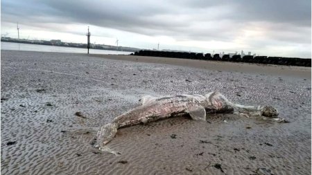 Descoperire macabra pe o plaja din Marea Britanie | Parea destul de mare