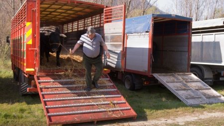 Bani pentru fermierii romani, in 2024. Crescatorii de vaci si bivoli pot primi o <span style='background:#EDF514'>SUBVENTIE</span> de 100 de euro pentru fiecare animal
