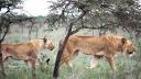 <span style='background:#EDF514'>FURNICI</span>le forteaza leii din Kenya sa-si schimbe comportamentul de vanatoare: 