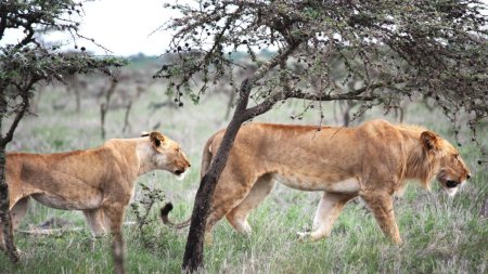 <span style='background:#EDF514'>FURNICI</span>le forteaza leii din Kenya sa-si schimbe comportamentul de vanatoare: Determina cine este mancat si unde | Studiu
