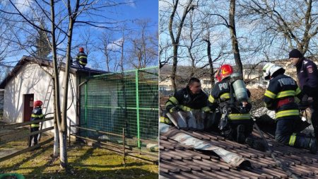 Incendiu la Gradina Zoologica din Ramnicu Valcea. A luat foc acoperisul pavilionului unde sunt maimutele