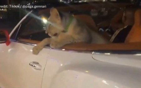 Momentul in care un pui de leu este plimbat intr-o limuzina decapotabila. Ce risca proprietara felinei | VIDEO VIRAL