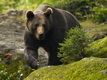 O ursoaica si doi pui, din nou pe strazile din Odorheiu <span style='background:#EDF514'>SECUIESC</span>
