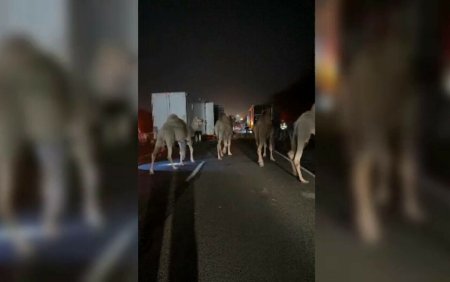 <span style='background:#EDF514'>CAMILE</span> si zebre pe autostrada. Camionul in care se aflau a luat foc in mers