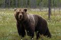 Cel mai in varsta urs brun din Romania a murit la 43 de ani. Yogi a stat 30 de ani la Gradina Zoologica Sibiu