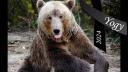 A murit Yogy, cel mai in varsta urs brun din Romania: 