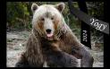 Yogy, cel mai batran urs brun din Romania, a murit