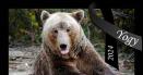 Al doilea cel mai batran urs din lume a murit in Sanctuarul Libearty de la Brasov. Avea 43 de ani