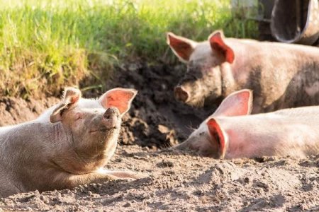 Virusul pestei <span style='background:#EDF514'>PORCIN</span>e omoara toate animalele din complexul Premium Porc din Vrancea