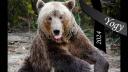 A murit Yogy, cel mai batran urs brun din Romania