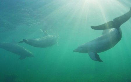 Poluam si poluam cu foarte multe surse. Tot mai putini delfini in Marea Neagra. Ce spun biologii
