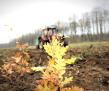 Regia Nationala a Padurilor - Romsilva a plantat anul trecut peste 25 de milioane de puieti forestieri in fondul forestier de stat