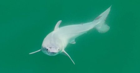Un pui nou-nascut din specia de rechin marele alb, fotografiat in premiera