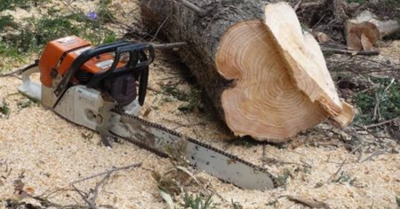 Copil lovit mortal de copacul taiat de tatal sau, intr-o padure din Prahova