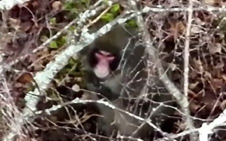 O maimuta ev<span style='background:#EDF514'>ADATA</span> dintr-o gradina zoologica din Scotia este urmarita cu drone