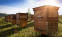 Borcanele de miere vandute in UE trebuie etichetate cu tara de origine