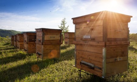 <span style='background:#EDF514'>BORCA</span>nele de miere vandute in UE trebuie etichetate cu tara de origine