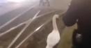 Imagini virale cu sase jandarmi care alerga dupa o <span style='background:#EDF514'>LEBADA</span> pe o strada din Arad VIDEO