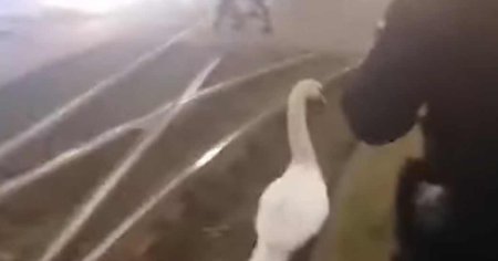 Imagini virale cu sase jandarmi care alerga dupa o lebada pe o strada din Arad VIDEO
