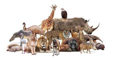 Singurul animal din lume care poate lua <span style='background:#EDF514'>ANTICONCEPTIONALE</span>, la fel ca femeile.