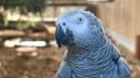 Un zoo britanic reabiliteaza papagalii care injura