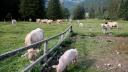 Bani de la stat pentru crescatorii de animale. Cuantumul <span style='background:#EDF514'>SUBVENTIE</span> APIA pentru oi, vaci, capre, porci!