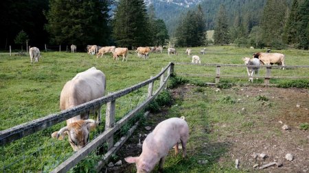 <span style='background:#EDF514'>BANI DE LA STAT</span> pentru crescatorii de animale. Cuantumul subventie APIA pentru oi, vaci, capre, porci!