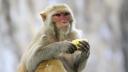 O maimuta evadata dintr-o gradina zoologica din Scotia este urmarita cu drone