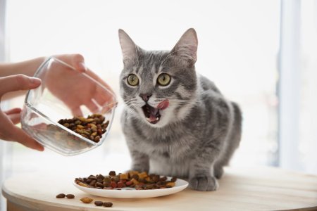 Cum sa recunosti hrana de calitate pentru pisici? 3 sfaturi utile