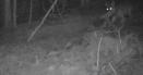 Imagini inedite din Muntii <span style='background:#EDF514'>APUSENI</span>. Un lup vigilent isi muta prada din fata camerei de supraveghere VIDEO