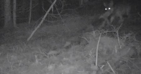 Imagini inedite din Muntii Apuseni. Un lup vigilent isi muta prada din fata camerei de supraveghere VIDEO